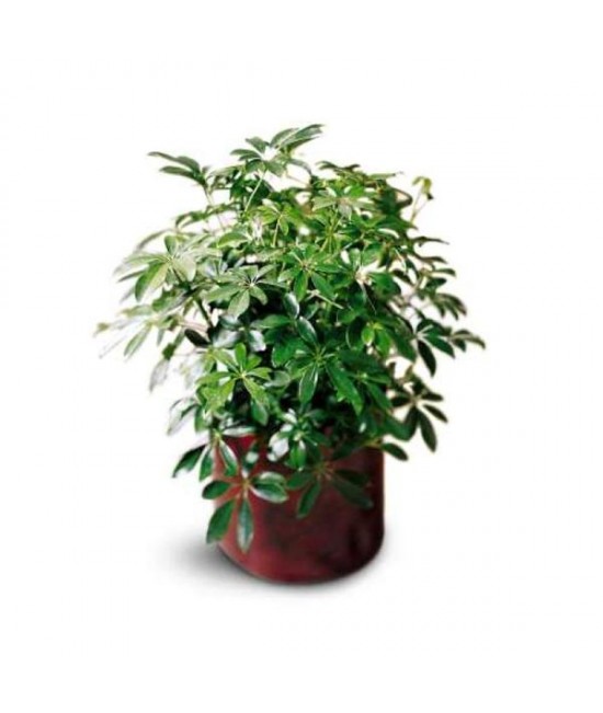 Schefflera Arboricola Schefflera Arboricola